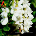 Miel de abeja de acacia pura en la cara